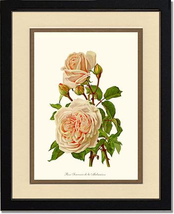 Rose Wall Art Print: Souvenir de la Malmaison - Vintage Botanical Wall Decor- Charting Nature