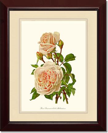 Rose Wall Art Print: Souvenir de la Malmaison - Vintage Botanical Wall Decor- Charting Nature