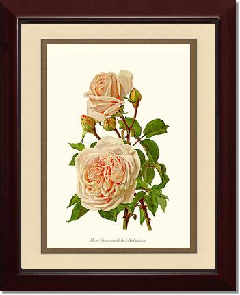 Rose Wall Art Print: Souvenir de la Malmaison - Vintage Botanical Wall Decor- Charting Nature