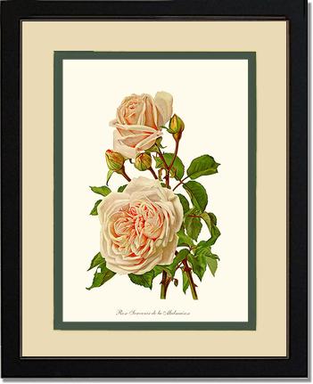 Rose Wall Art Print: Souvenir de la Malmaison - Vintage Botanical Wall Decor- Charting Nature
