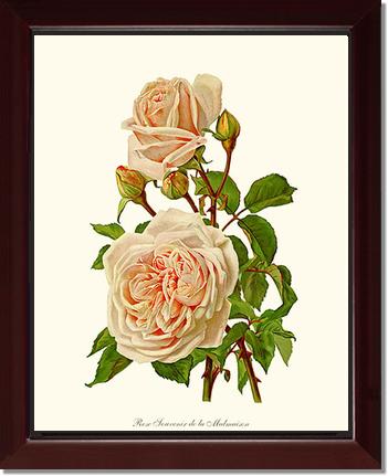 Rose Wall Art Print: Souvenir de la Malmaison - Vintage Botanical Wall Decor- Charting Nature