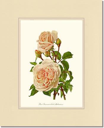Rose Wall Art Print: Souvenir de la Malmaison - Vintage Botanical Wall Decor- Charting Nature