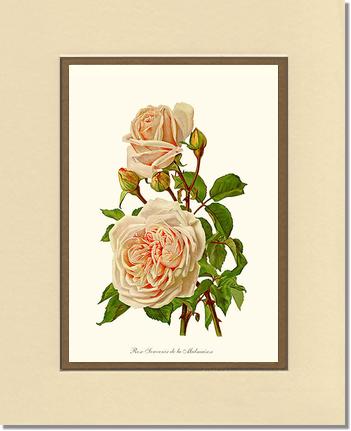 Rose Wall Art Print: Souvenir de la Malmaison - Vintage Botanical Wall Decor- Charting Nature