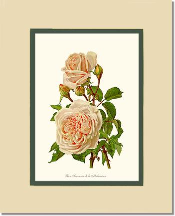 Rose Wall Art Print: Souvenir de la Malmaison - Vintage Botanical Wall Decor- Charting Nature