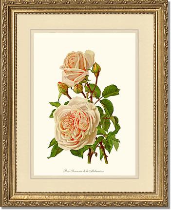Rose Wall Art Print: Souvenir de la Malmaison - Vintage Botanical Wall Decor- Charting Nature