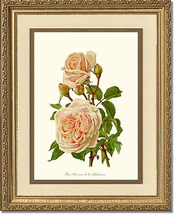 Rose Wall Art Print: Souvenir de la Malmaison - Vintage Botanical Wall Decor- Charting Nature