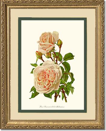 Rose Wall Art Print: Souvenir de la Malmaison - Vintage Botanical Wall Decor- Charting Nature