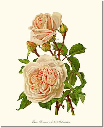 Rose Wall Art Print: Souvenir de la Malmaison - Vintage Botanical Wall Decor- Charting Nature