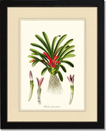 Karatas scheremetiewi | Flower/Floral Art Print