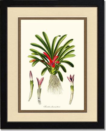 Karatas scheremetiewi | Flower/Floral Art Print
