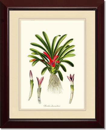 Karatas scheremetiewi | Flower/Floral Art Print