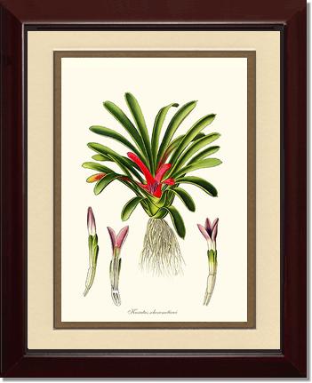 Karatas scheremetiewi | Flower/Floral Art Print