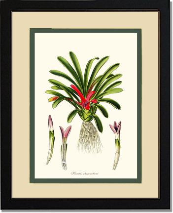 Karatas scheremetiewi | Flower/Floral Art Print