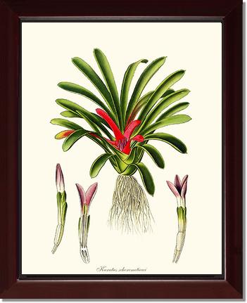 Karatas scheremetiewi | Flower/Floral Art Print