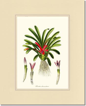 Karatas scheremetiewi | Flower/Floral Art Print
