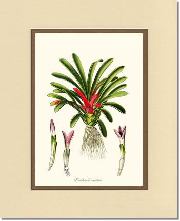 Karatas scheremetiewi | Flower/Floral Art Print