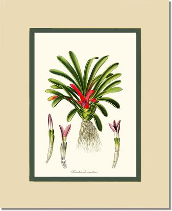 Karatas scheremetiewi | Flower/Floral Art Print