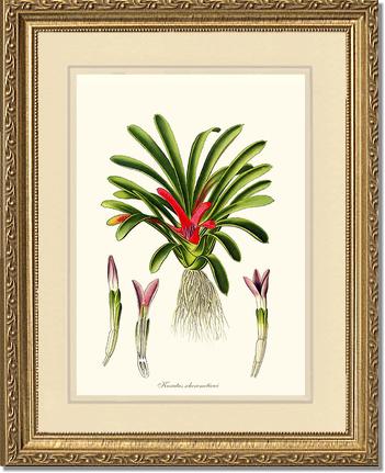Karatas scheremetiewi | Flower/Floral Art Print