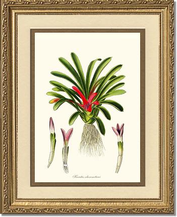 Karatas scheremetiewi | Flower/Floral Art Print