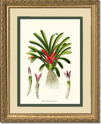Karatas scheremetiewi | Flower/Floral Art Print