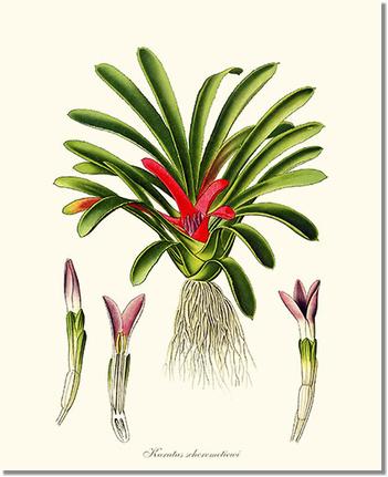 Karatas scheremetiewi | Flower/Floral Art Print