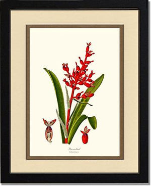 Bromeliad Aechmea fulgens | Flower/Floral Art Print