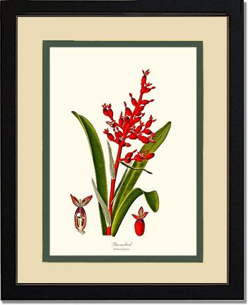 Bromeliad Aechmea fulgens | Flower/Floral Art Print