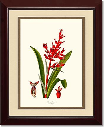 Bromeliad Aechmea fulgens | Flower/Floral Art Print