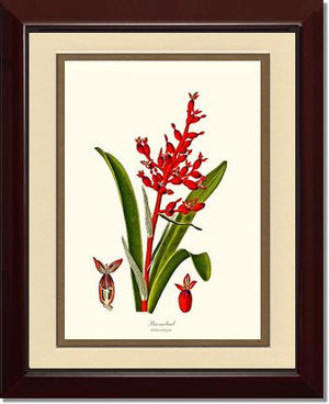 Bromeliad Aechmea fulgens | Flower/Floral Art Print