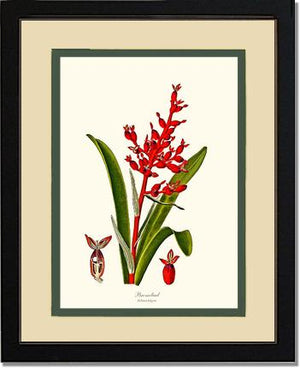 Bromeliad Aechmea fulgens | Flower/Floral Art Print