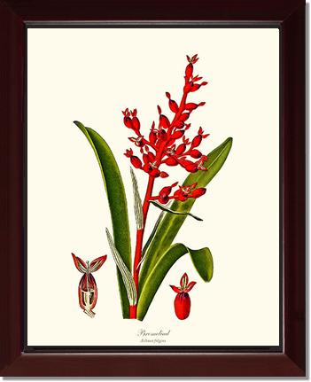 Bromeliad Aechmea fulgens | Flower/Floral Art Print