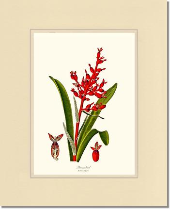 Bromeliad Aechmea fulgens | Flower/Floral Art Print