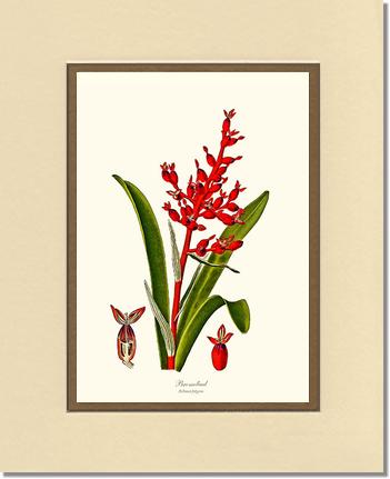 Bromeliad Aechmea fulgens | Flower/Floral Art Print