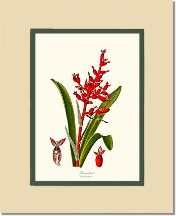Bromeliad Aechmea fulgens | Flower/Floral Art Print