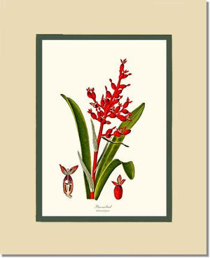 Bromeliad Aechmea fulgens | Flower/Floral Art Print
