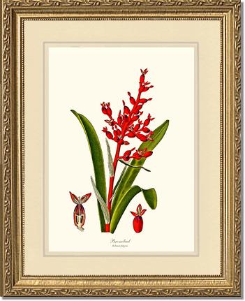 Bromeliad Aechmea fulgens | Flower/Floral Art Print