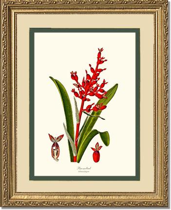 Bromeliad Aechmea fulgens | Flower/Floral Art Print