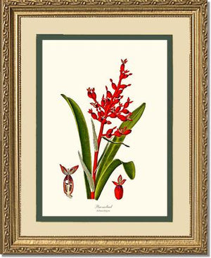 Bromeliad Aechmea fulgens | Flower/Floral Art Print
