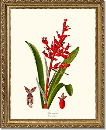 Bromeliad Aechmea fulgens | Flower/Floral Art Print