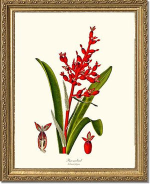 Bromeliad Aechmea fulgens | Flower/Floral Art Print