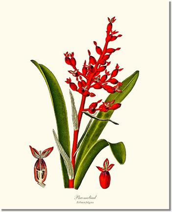 Bromeliad Aechmea fulgens | Flower/Floral Art Print