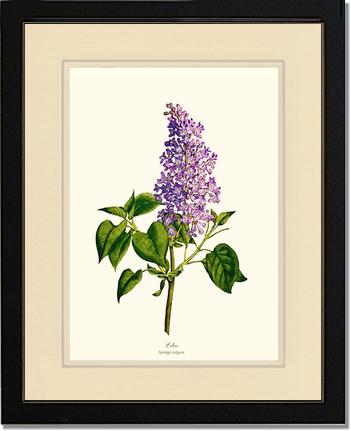 Lilac | Flower/Floral Art Print