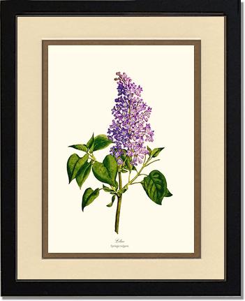 Lilac | Flower/Floral Art Print