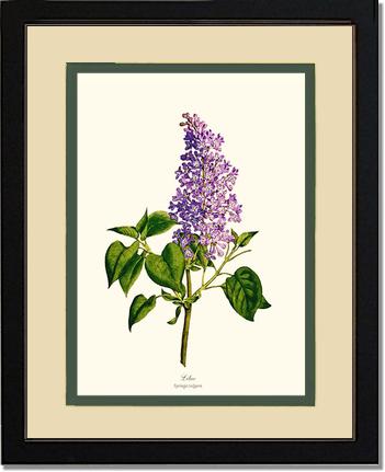 Lilac | Flower/Floral Art Print