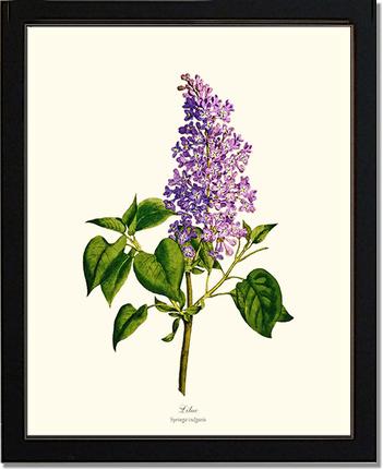 Lilac | Flower/Floral Art Print