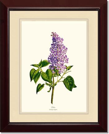 Lilac | Flower/Floral Art Print