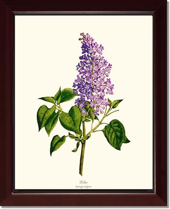 Lilac | Flower/Floral Art Print