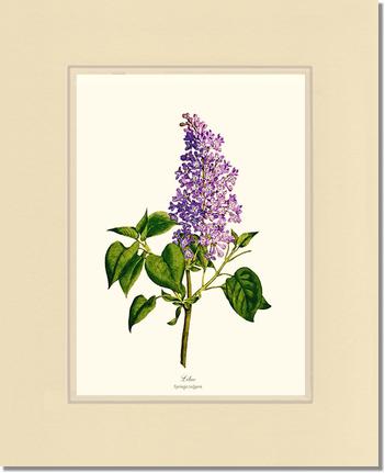 Lilac | Flower/Floral Art Print