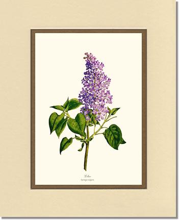 Lilac | Flower/Floral Art Print