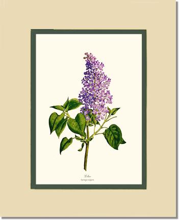 Lilac | Flower/Floral Art Print